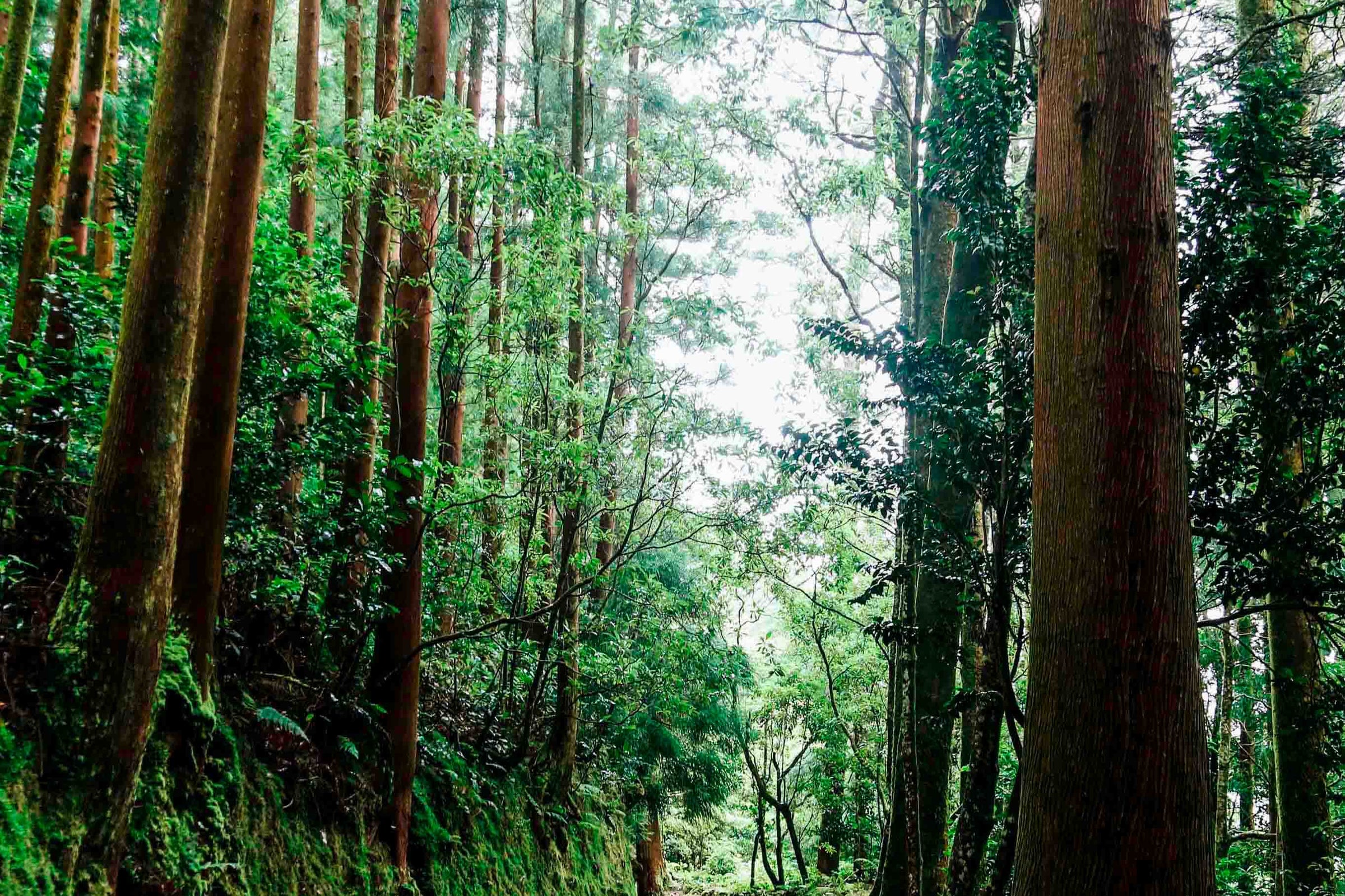 Diseniart reforesta bosques y es sostenible con el medio ambiente