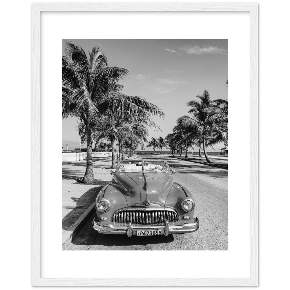 CARRO PALM