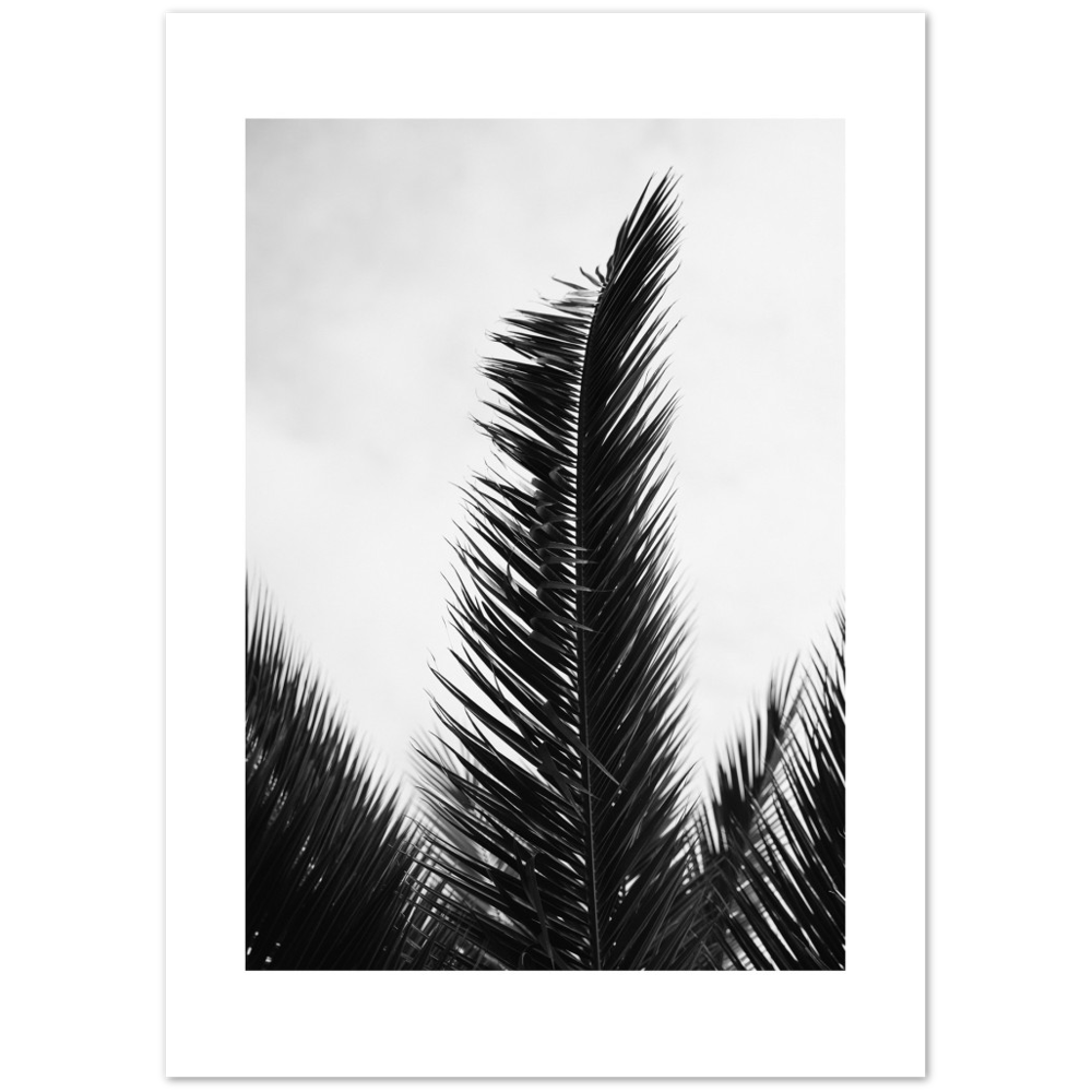 TRIPALM