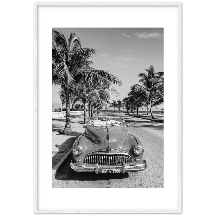 CARRO PALM