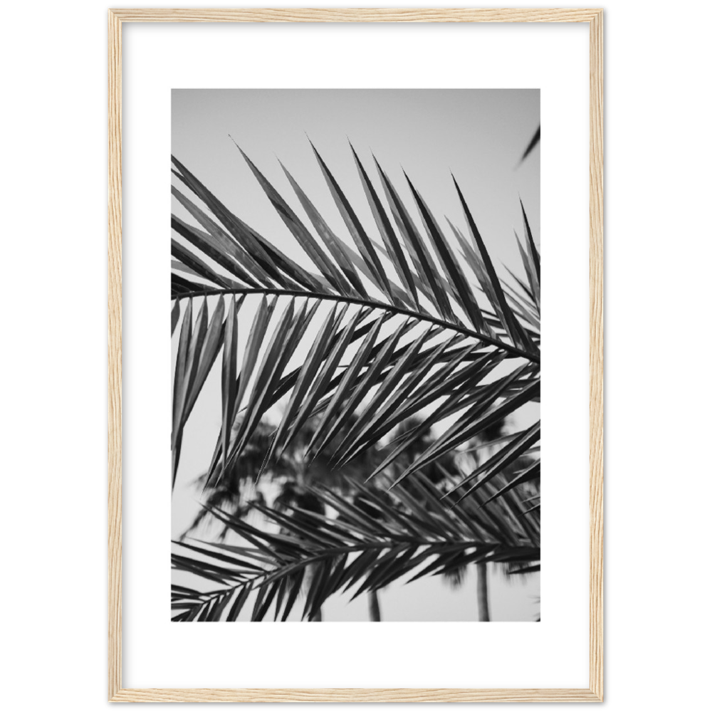 RAMAS PALM