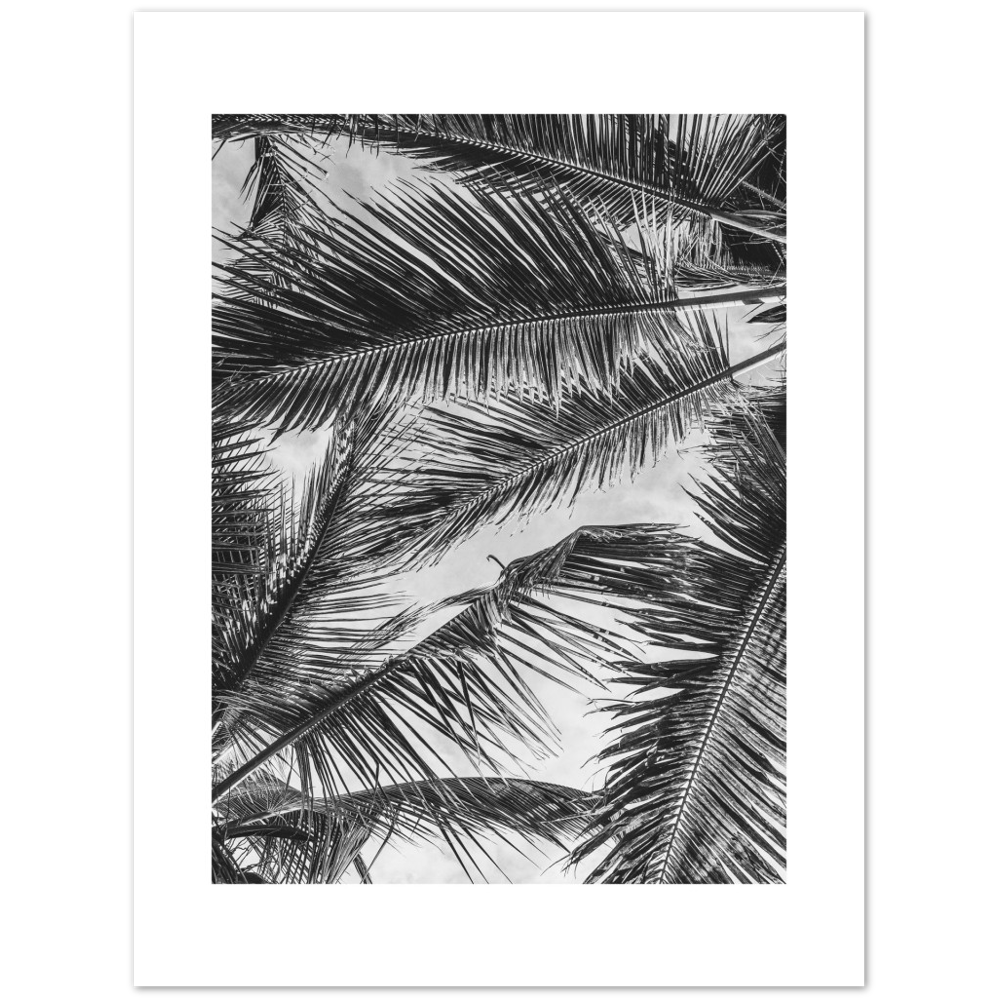 PALMA SHADOW