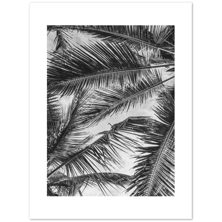 PALMA SHADOW