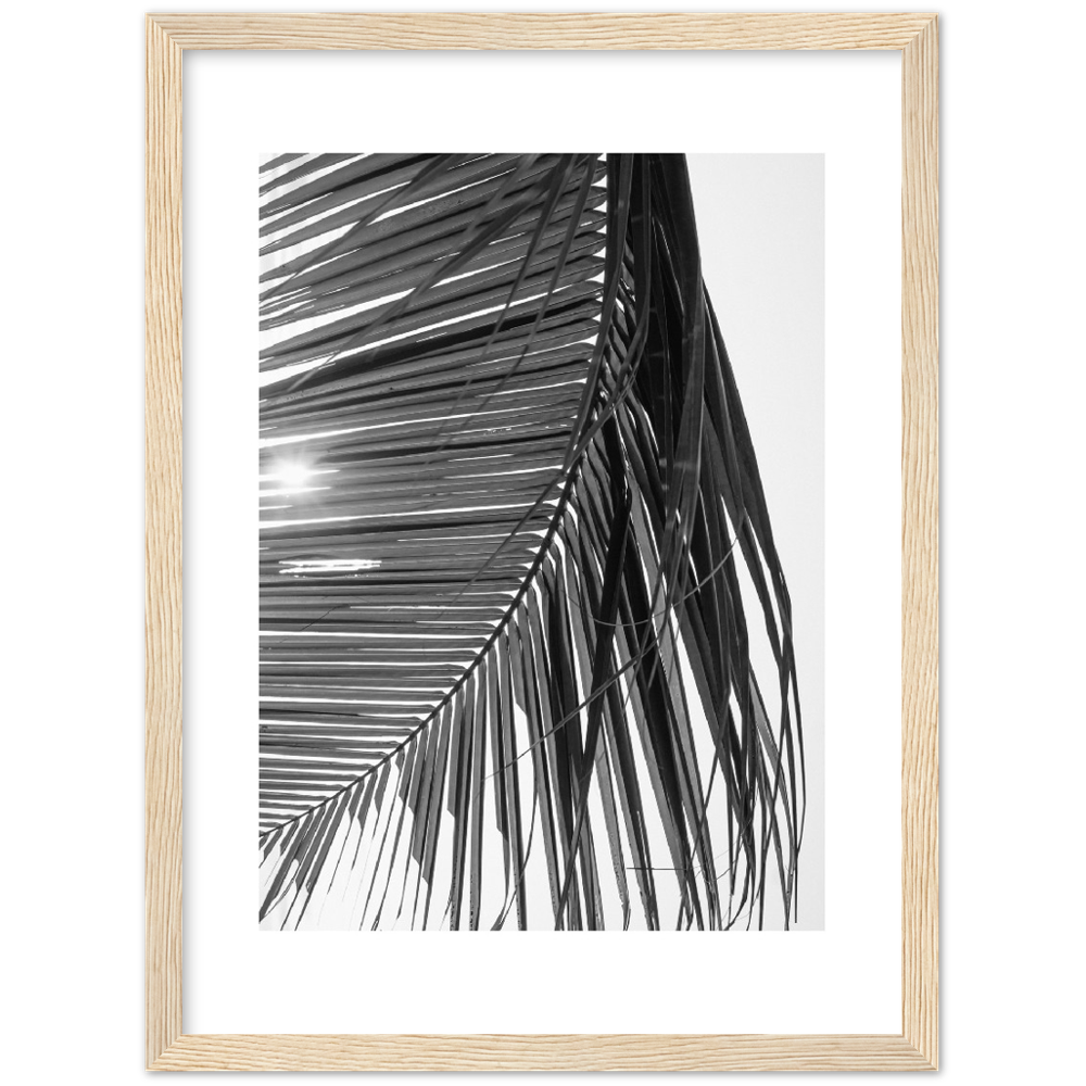 SUN PALMERA