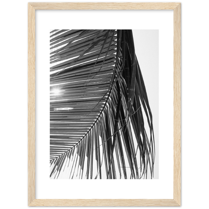 SUN PALMERA
