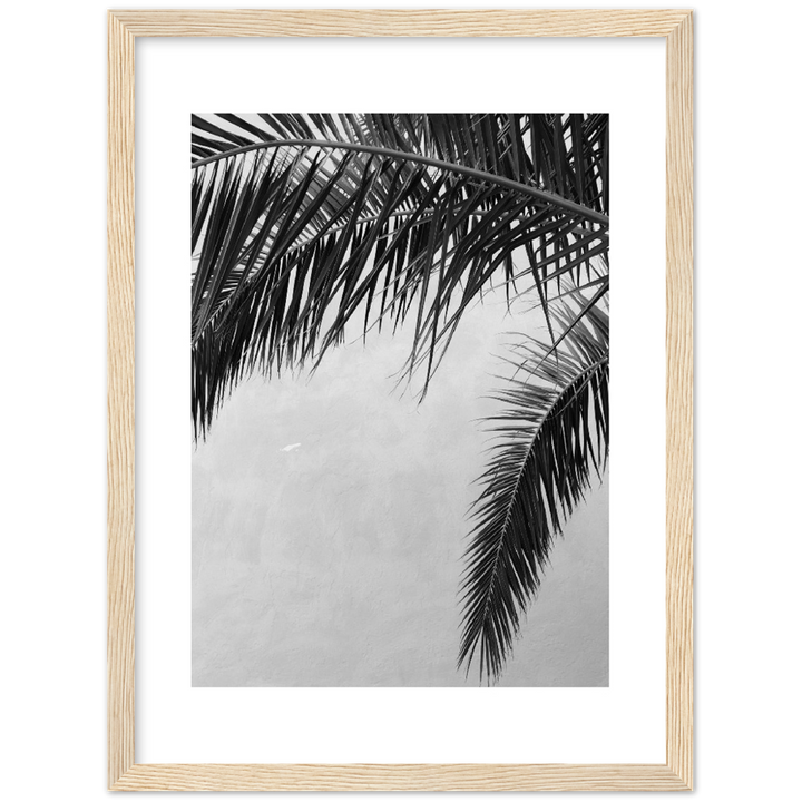 PALMAS II