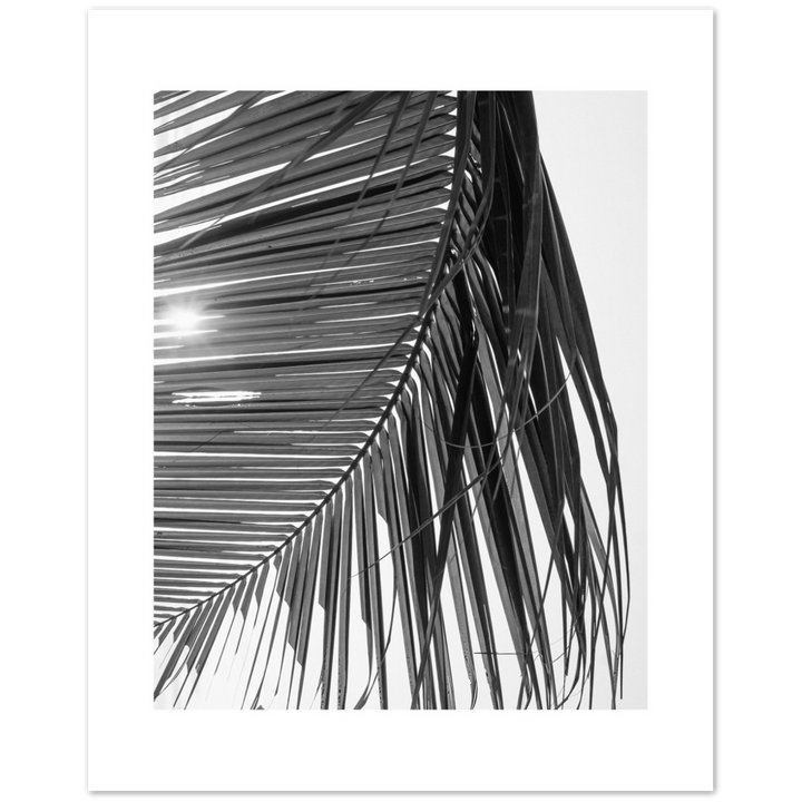 SUN PALMERA