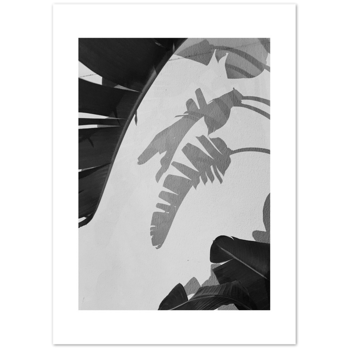 PALM SOMBRA