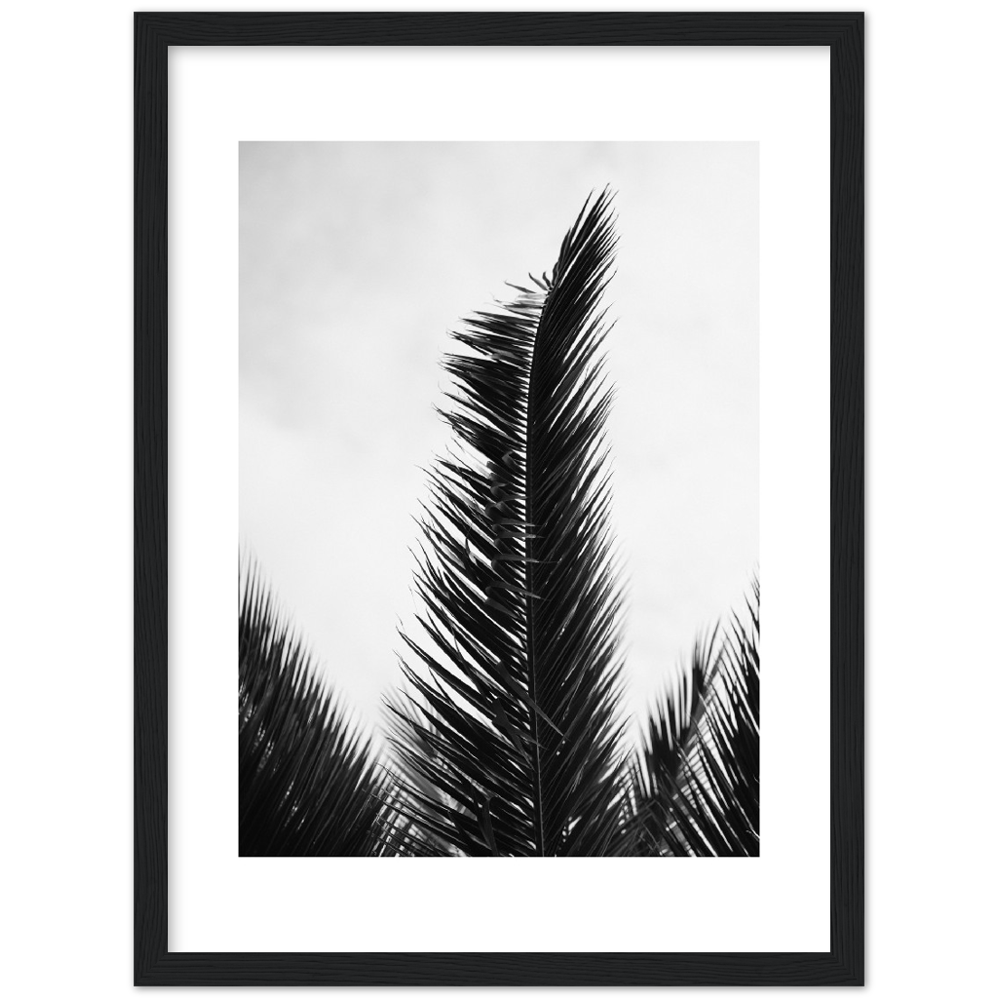 TRIPALM