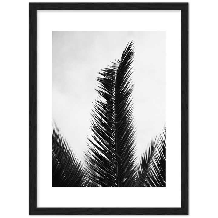 TRIPALM