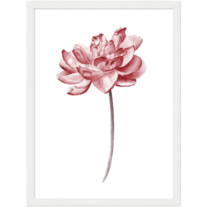 PEONIES III