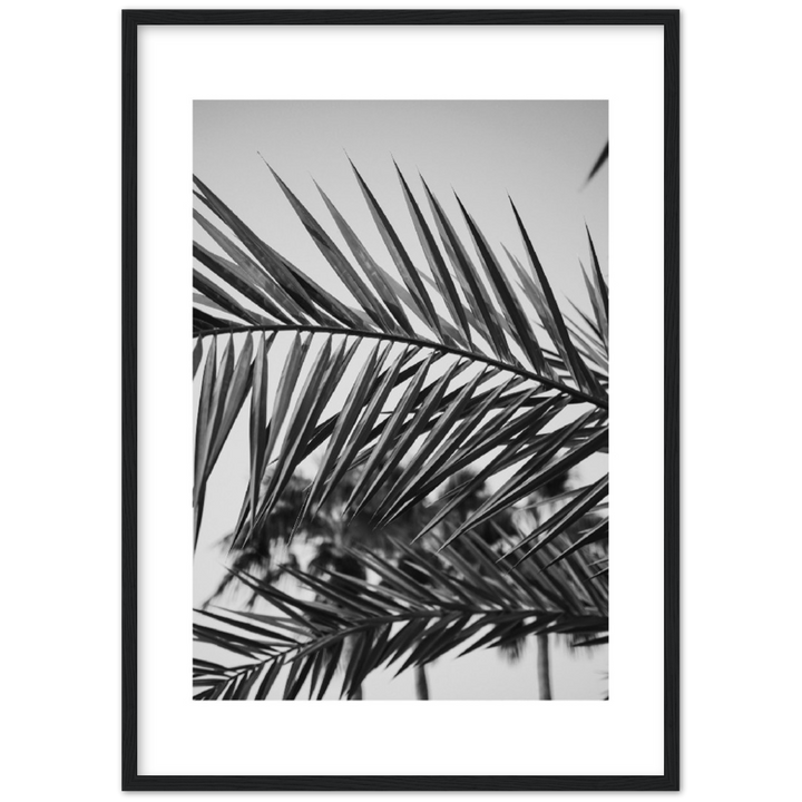RAMAS PALM