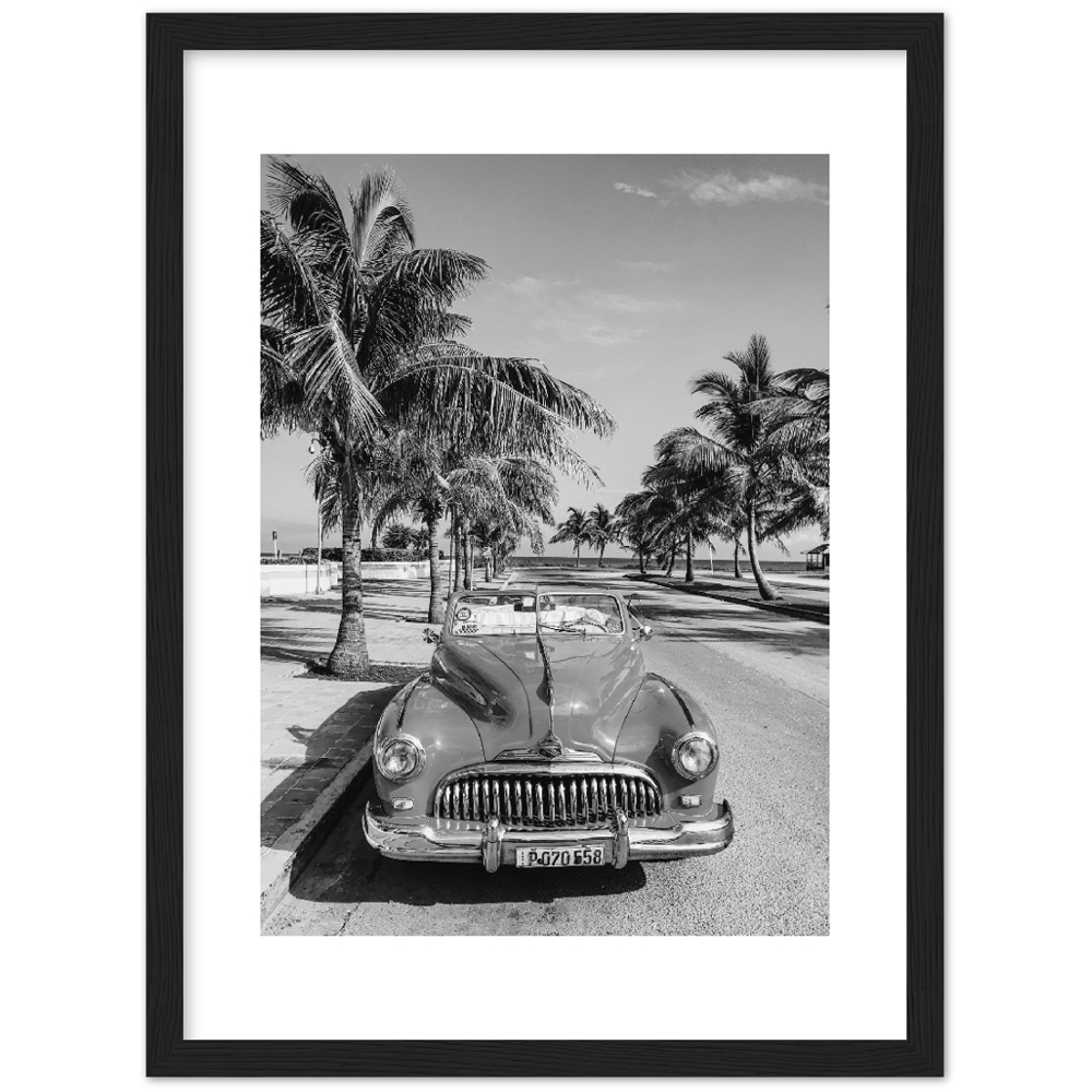 CARRO PALM