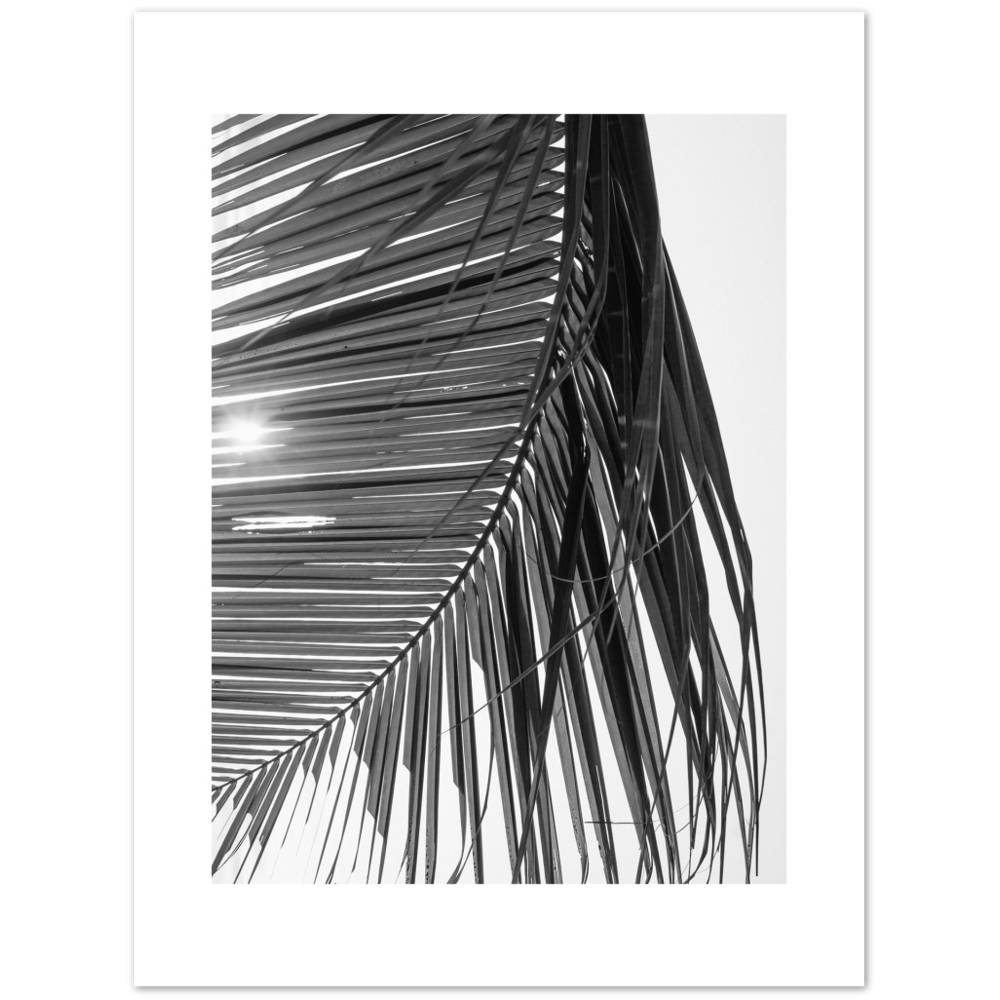 SUN PALMERA