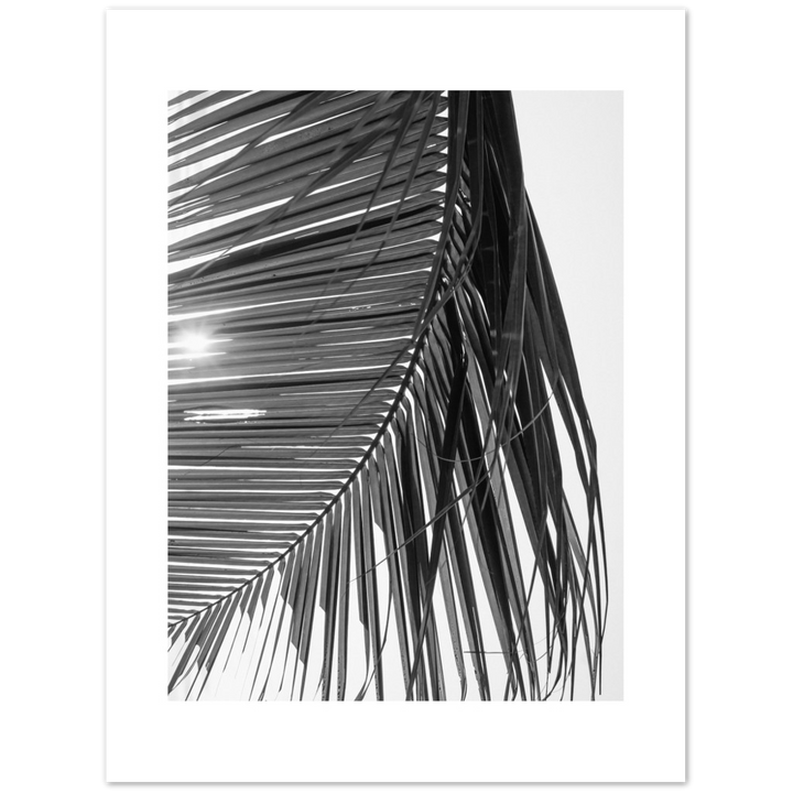 SUN PALMERA