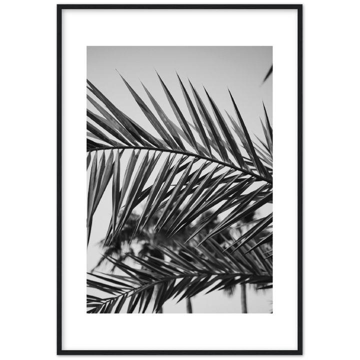 RAMAS PALM