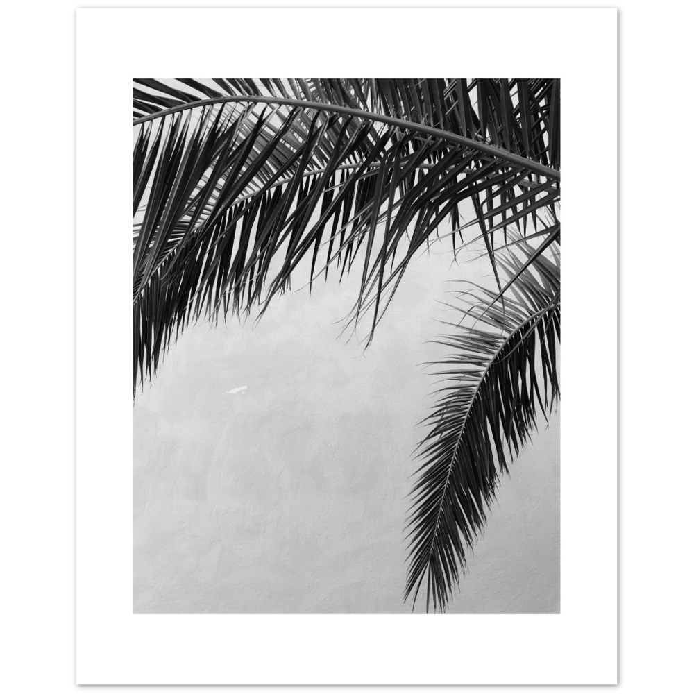 PALMAS II