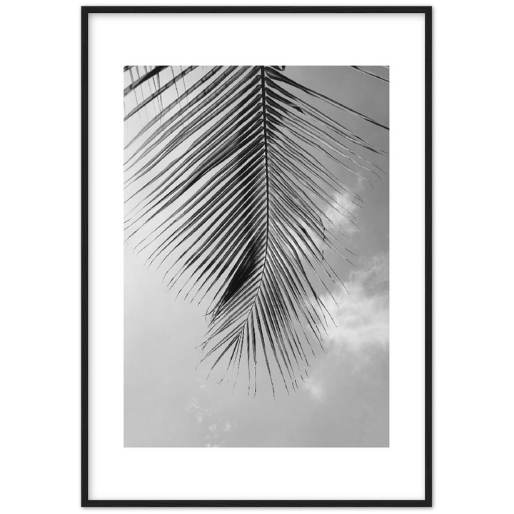 PALM CLOUD