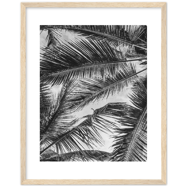 PALMA SHADOW