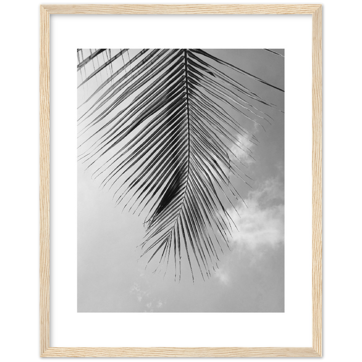 PALM CLOUD