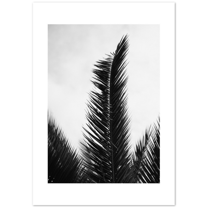 TRIPALM