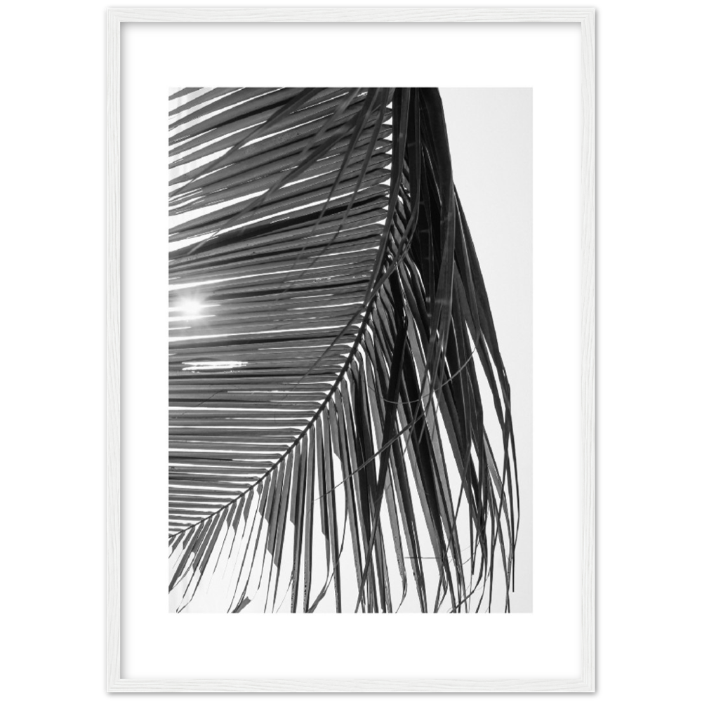 SUN PALMERA
