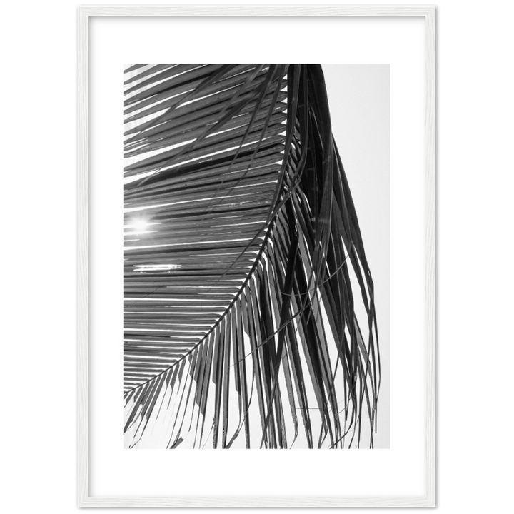 SUN PALMERA