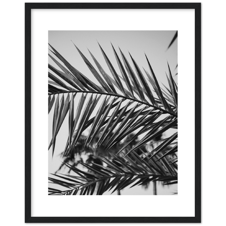 RAMAS PALM