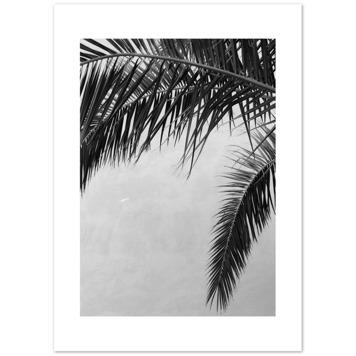 PALMAS II