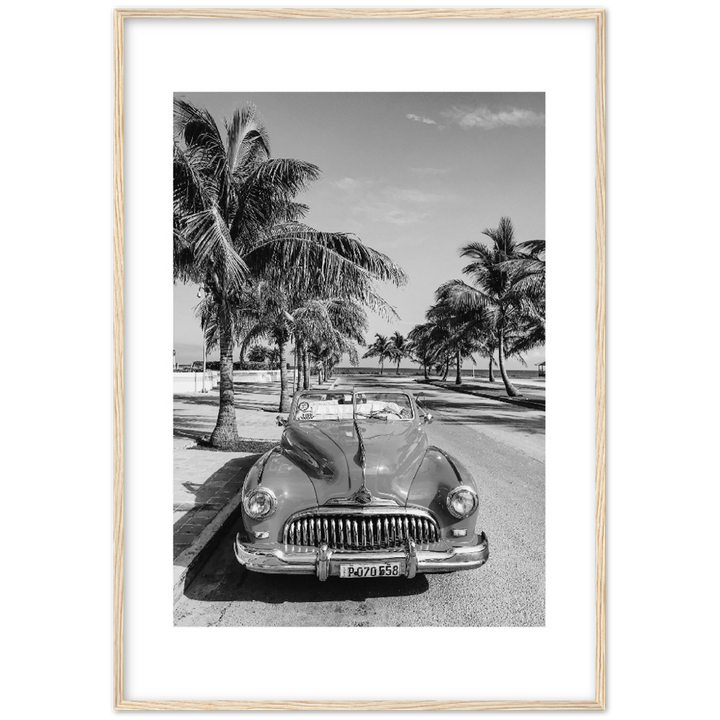 CARRO PALM
