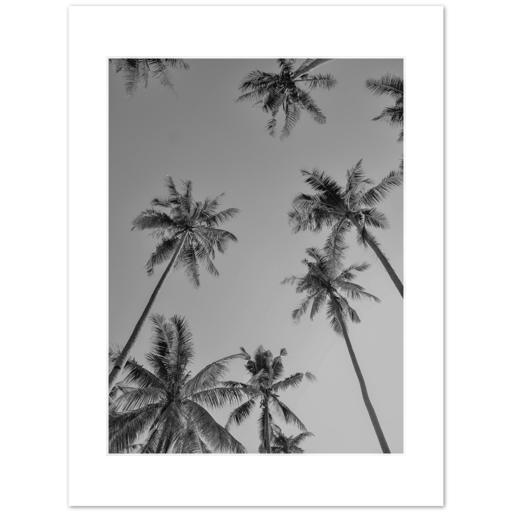 PALMAS GREY I