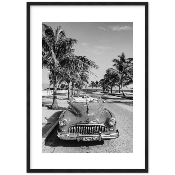 CARRO PALM