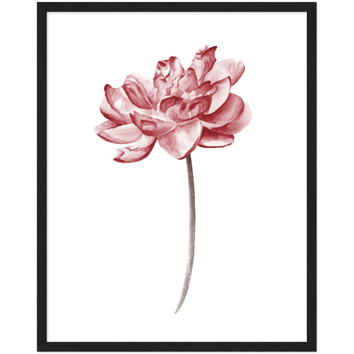 PEONIES III