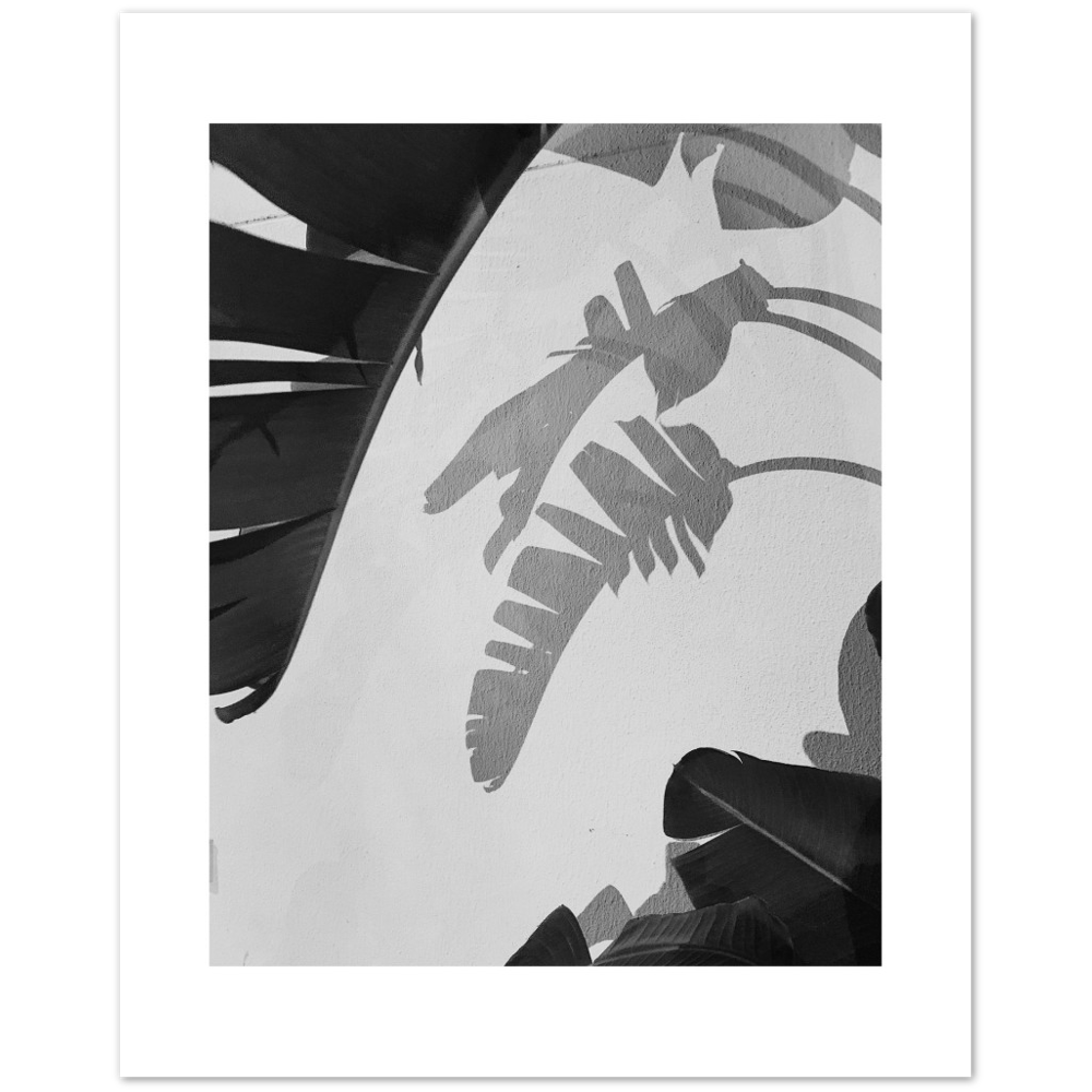 PALM SOMBRA