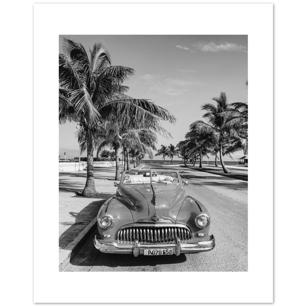 CARRO PALM
