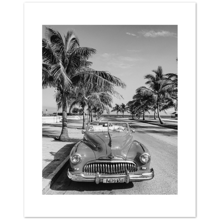 CARRO PALM