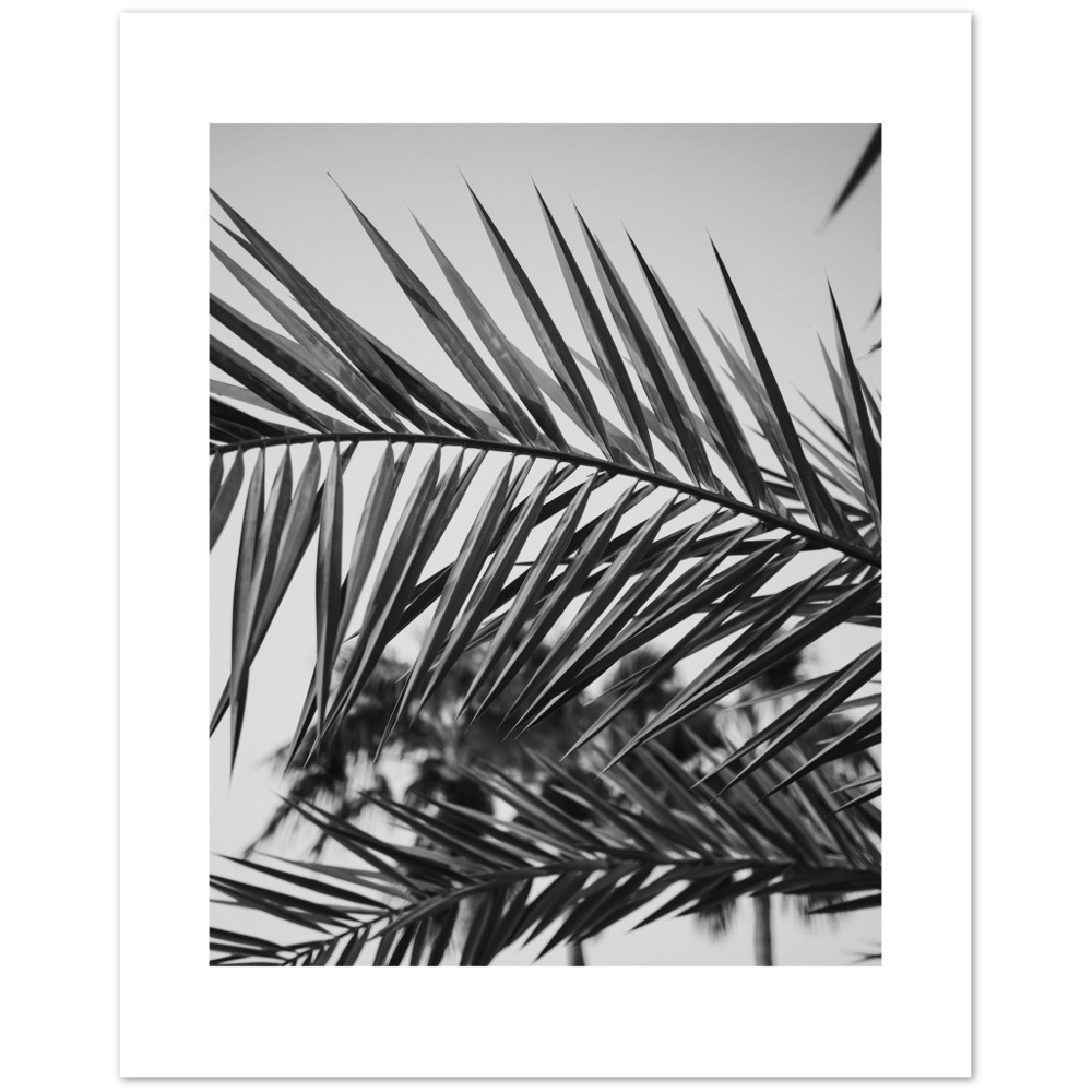 RAMAS PALM
