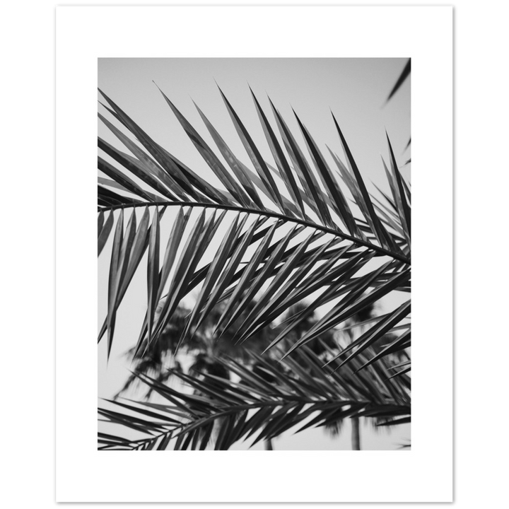 RAMAS PALM