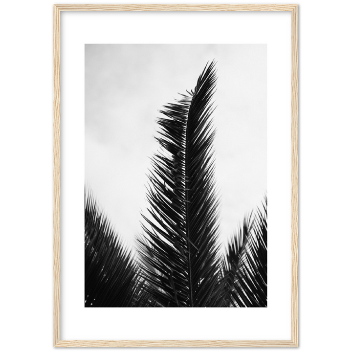 TRIPALM