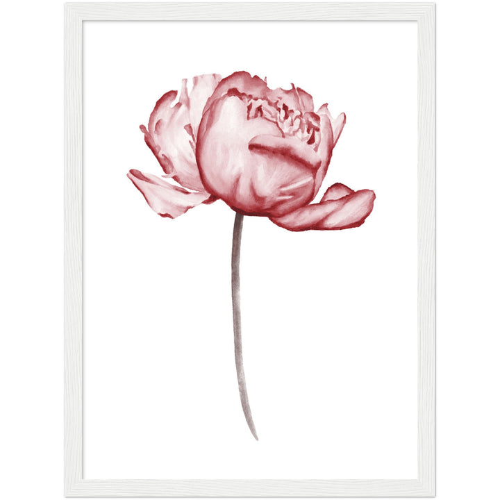 PEONIES I
