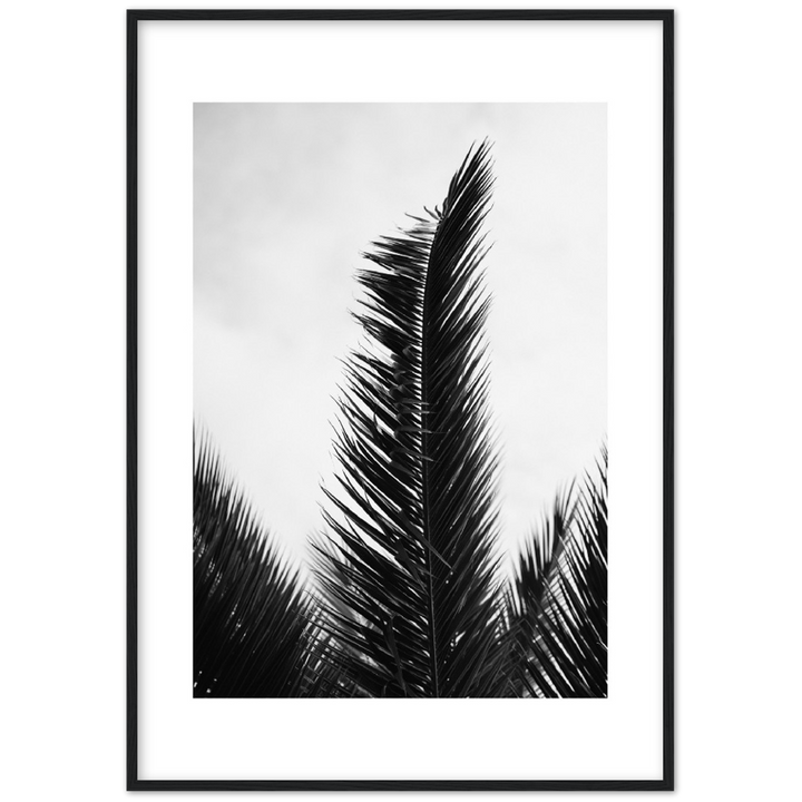 TRIPALM