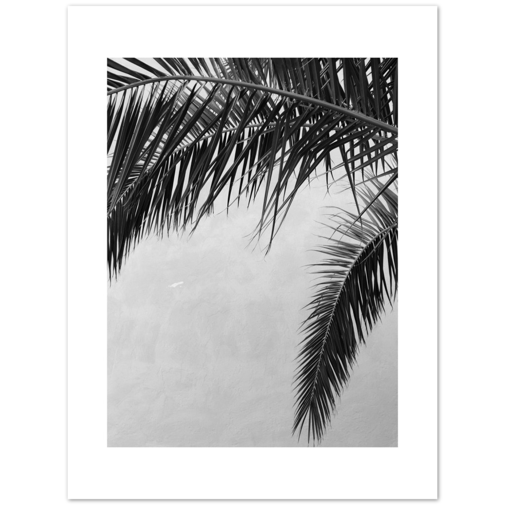 PALMAS II