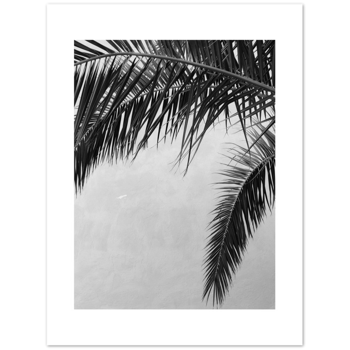 PALMAS II