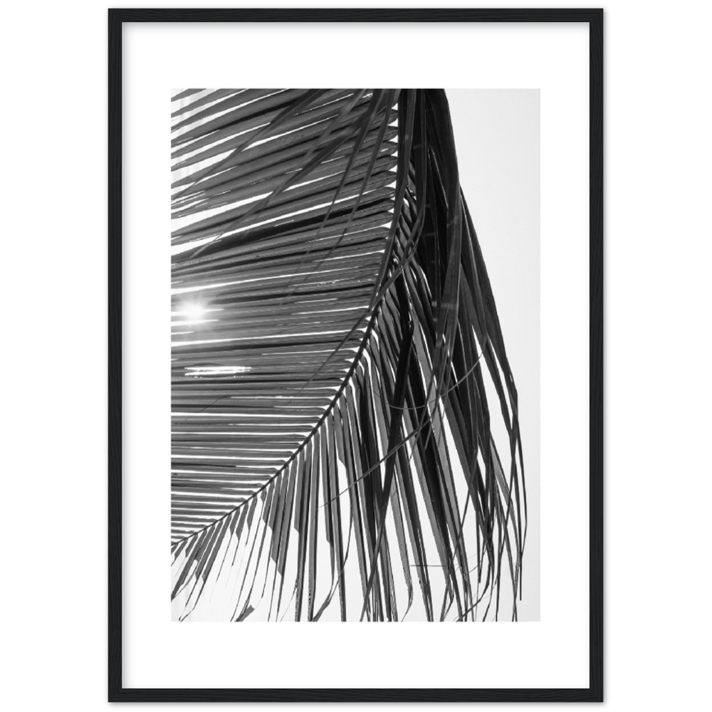 SUN PALMERA