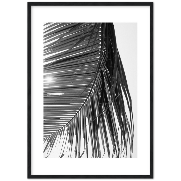 SUN PALMERA
