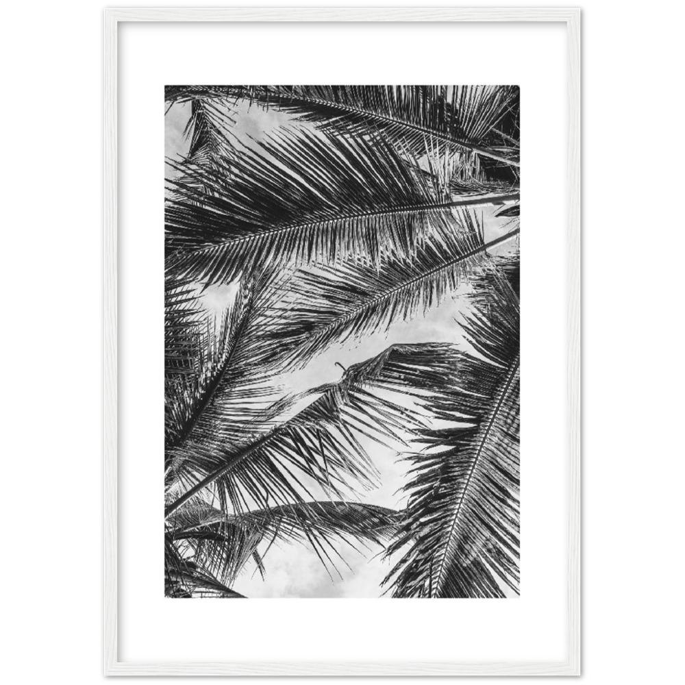 PALMA SHADOW