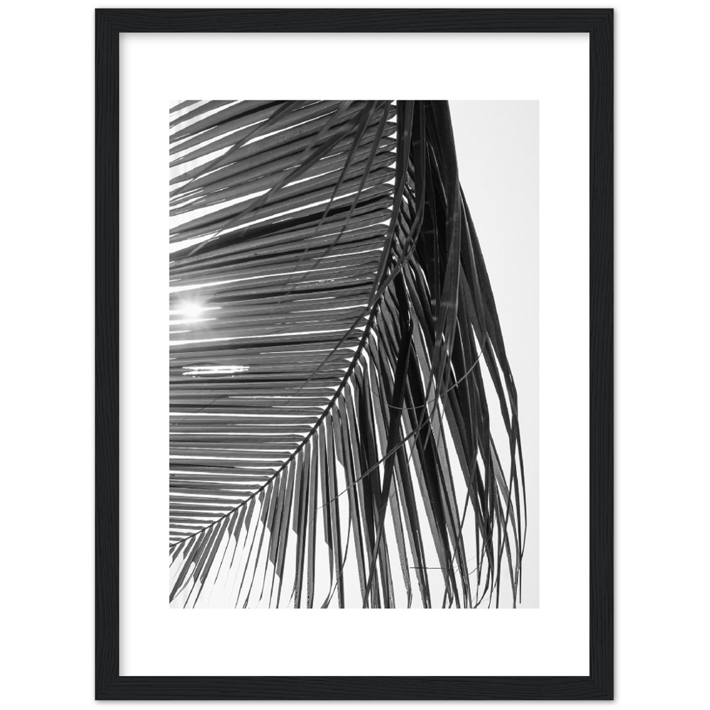 SUN PALMERA