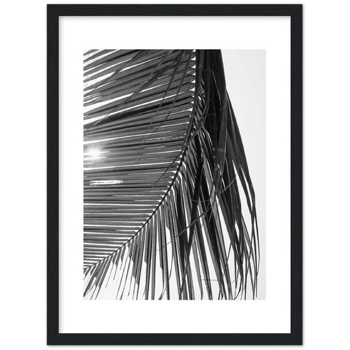 SUN PALMERA