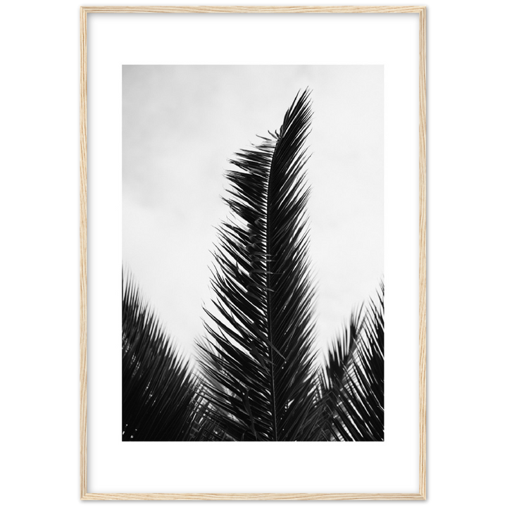 TRIPALM
