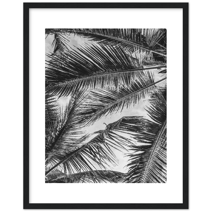PALMA SHADOW